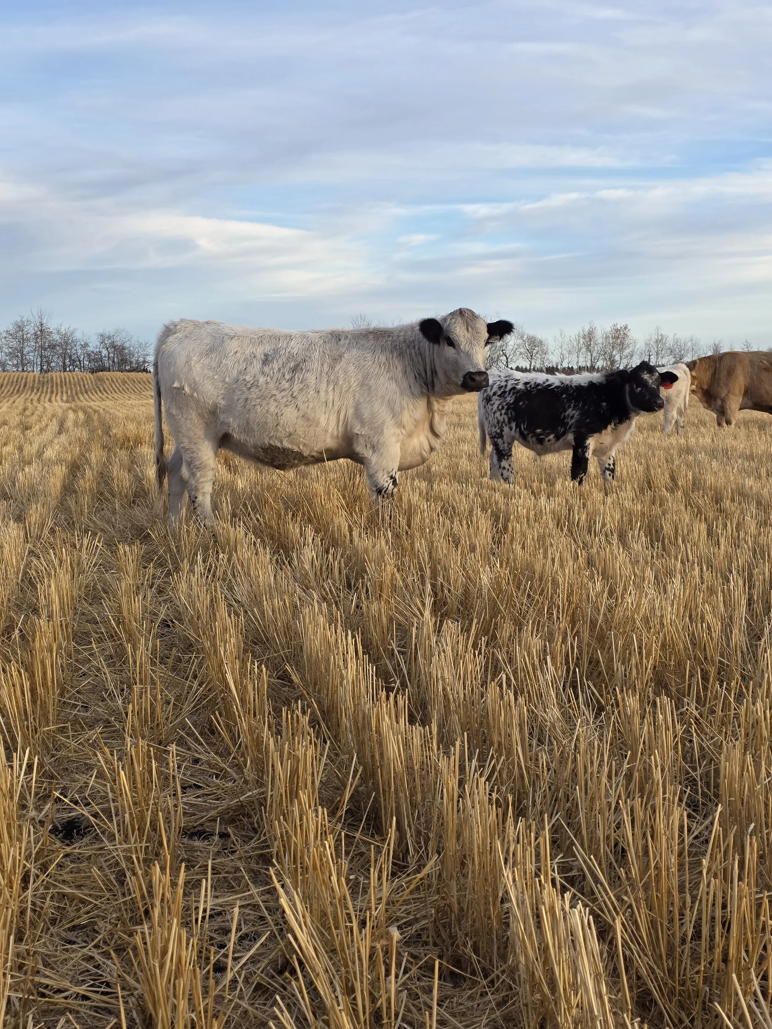 A speckle park cow standing in a wheat field with other cows in the background and a partly cloudy sky.