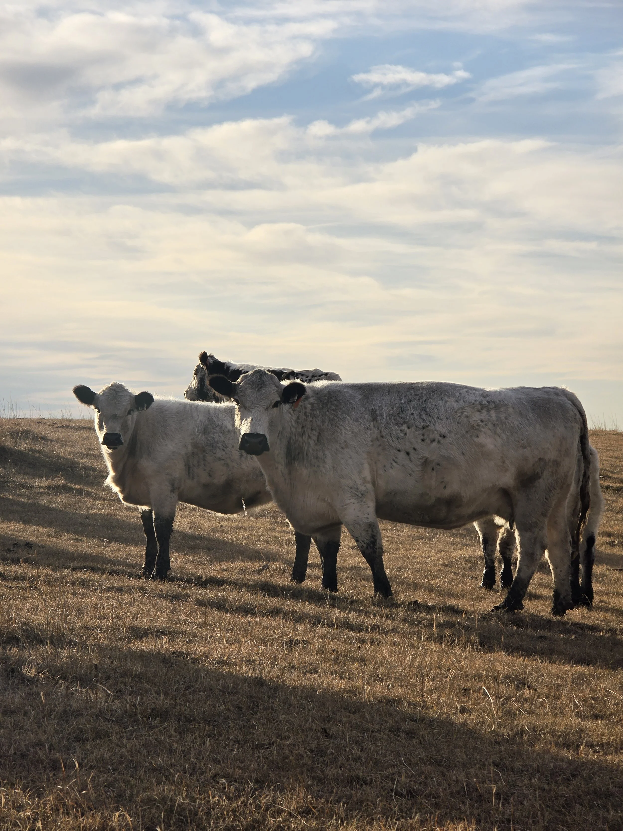 Cows standing on a grassy field with a cloudy sky in the background, a white with black points cow and calf pair.  Speckle Park beef cattle, Alberta Canada.