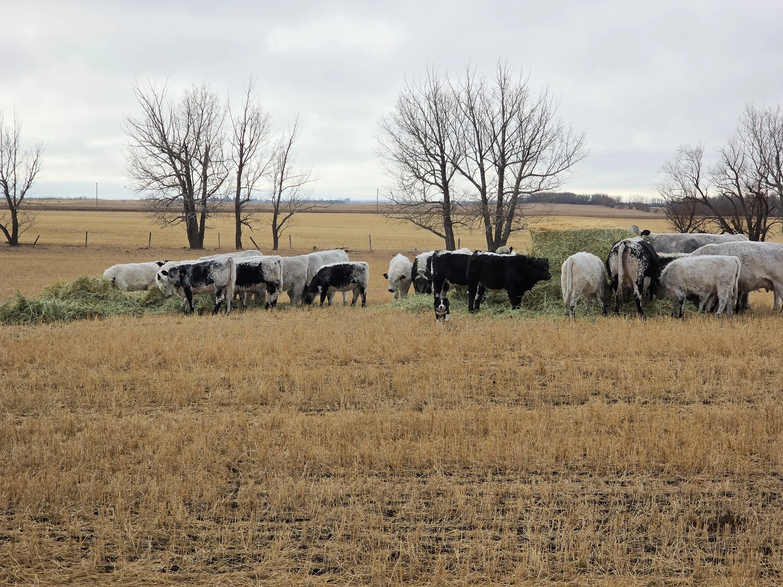 Black and white Speckle park cattle grazing on hay in a field with leafless trees and overcast sky in the background.