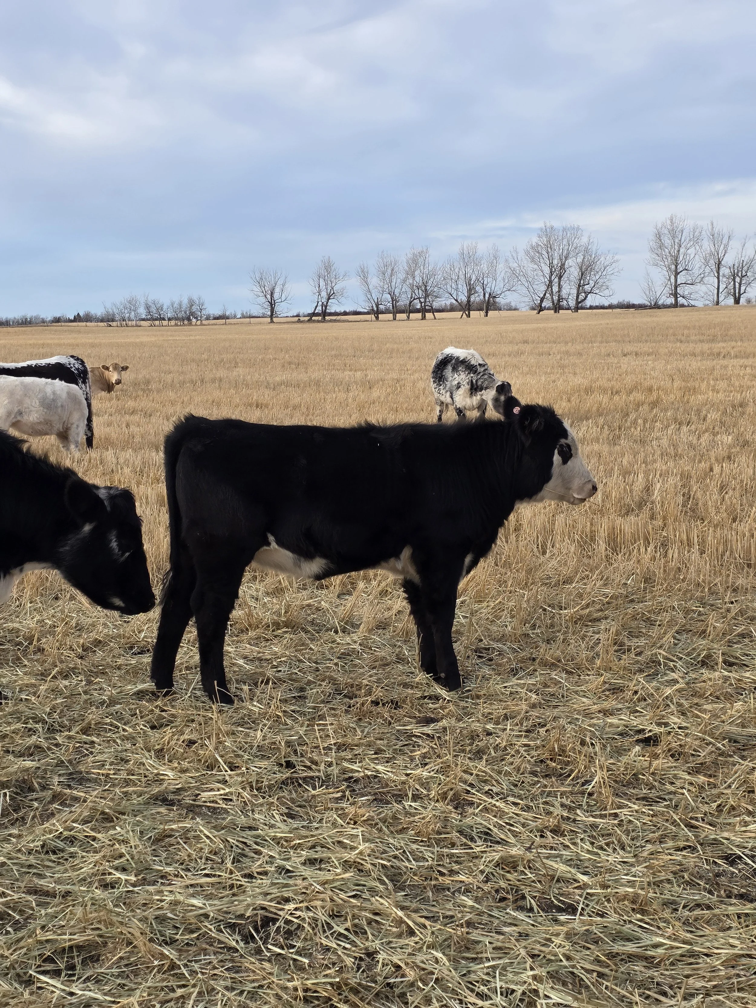 A group of black and white calves standing in a dried grassy field with trees visible in the background under a partly cloudy sky.