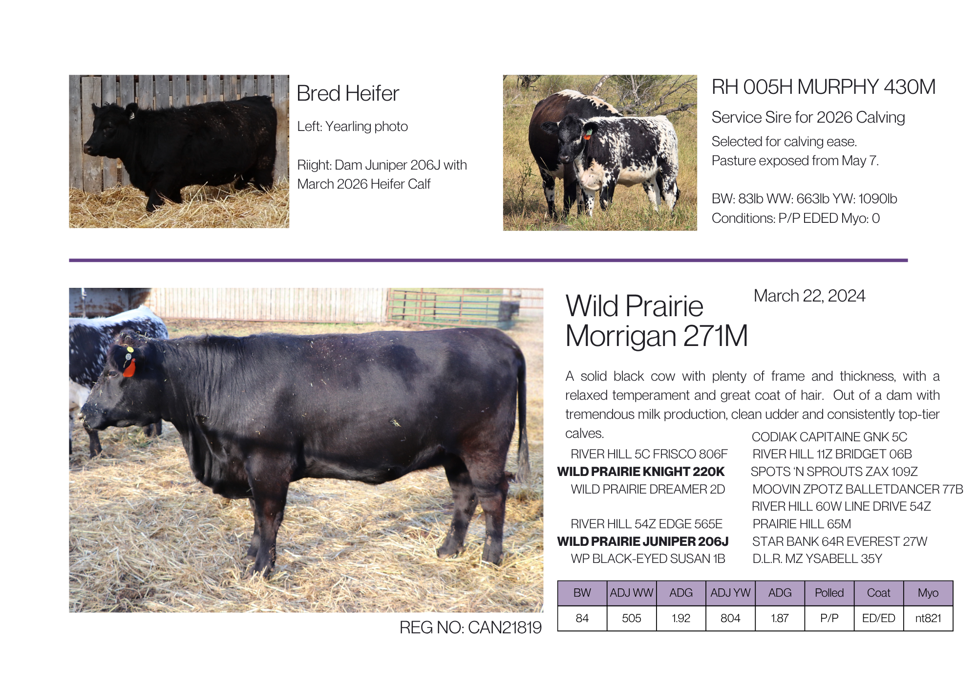Main photograph of a solid black speckle park cow for sale with photos as a yearling and maternal line cows with detailed descriptions about their genetics, registration number, breeding, age, and physical condition.