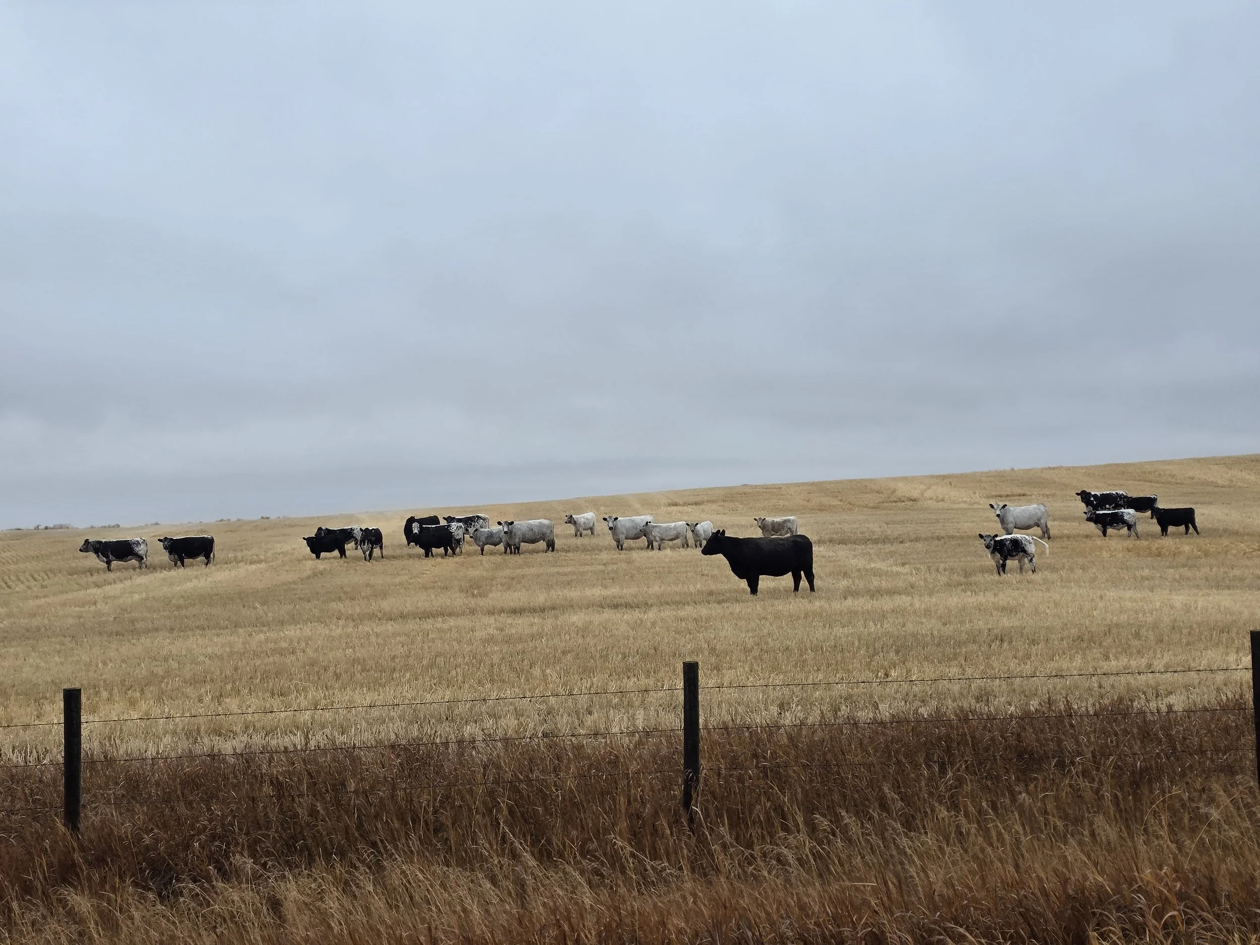Speckle park, black and white cattle herd grazing on a stubble field on a cloudy fall day.
