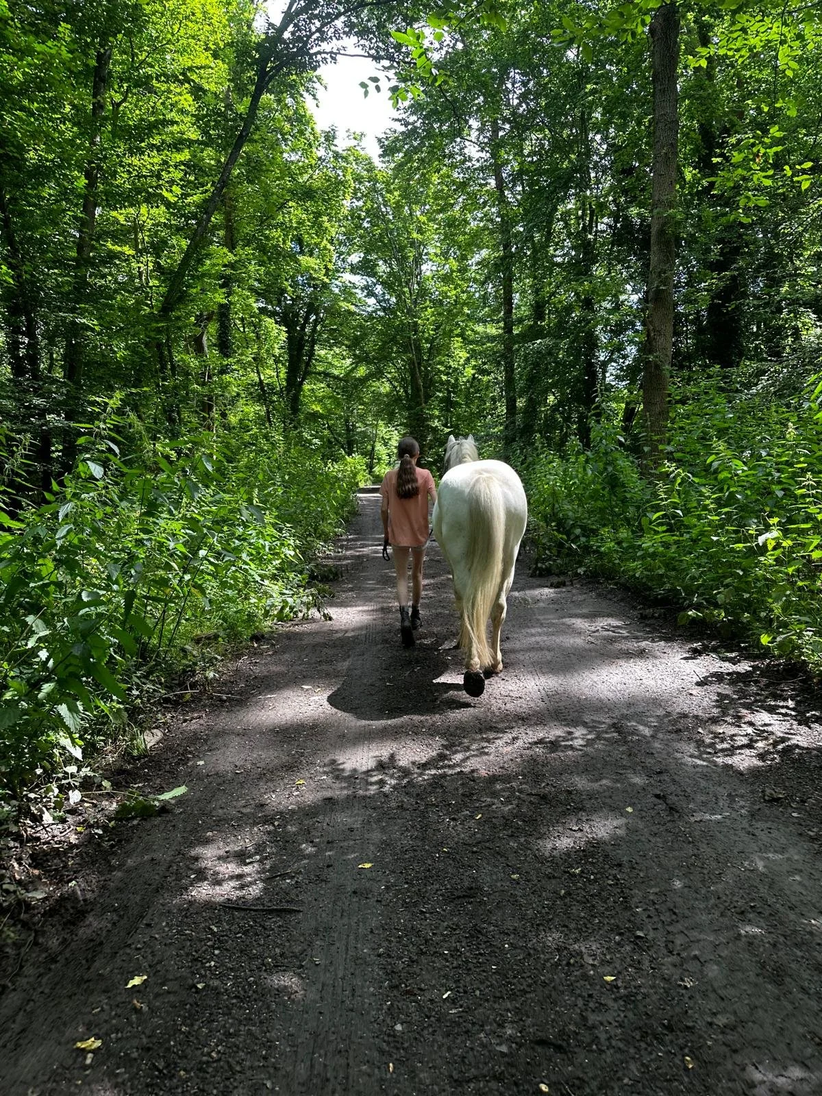 Summer Pony Morning