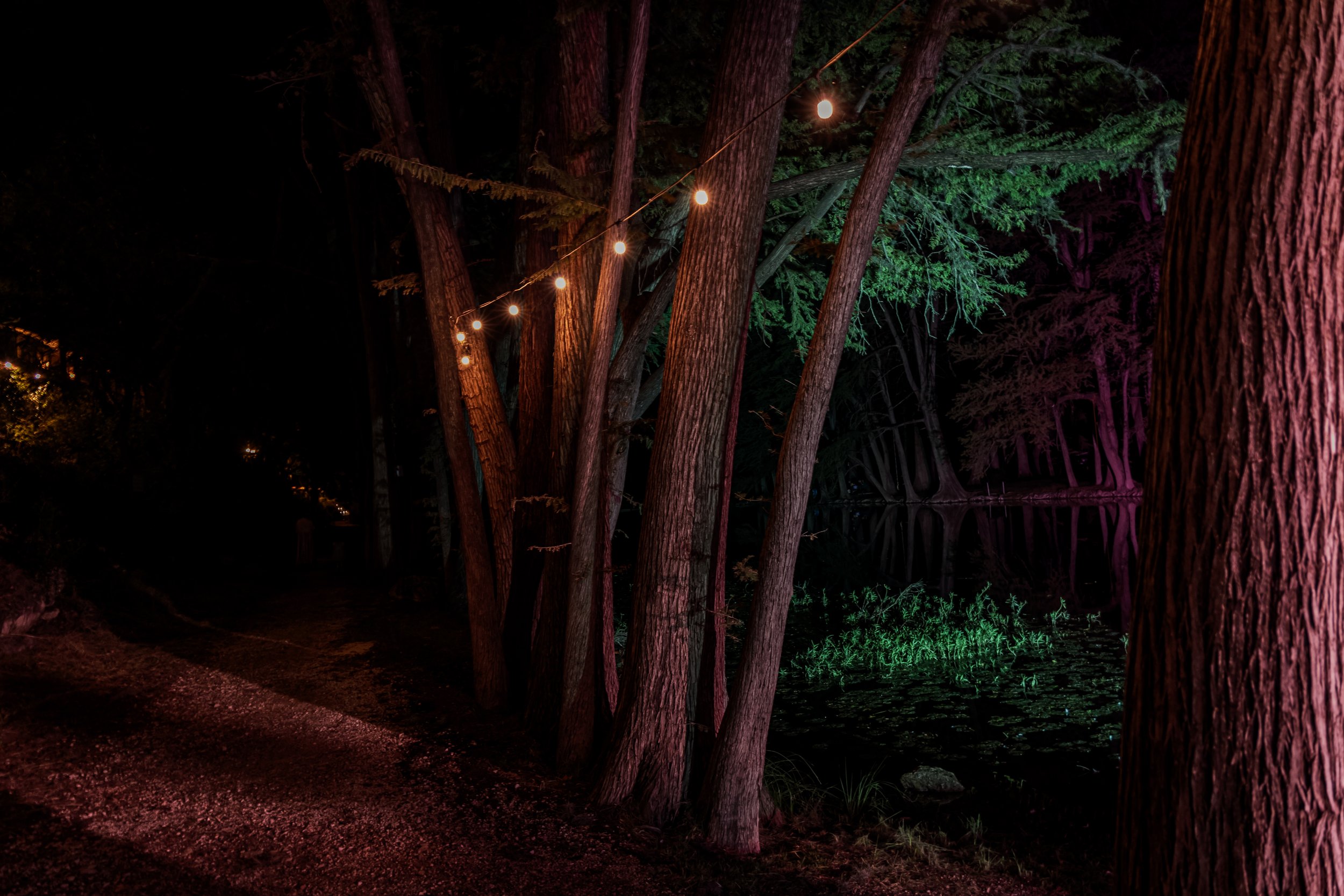 Night scene of trees along a water body with string lights hanging between the trees, colored lights reflecting on the water surface.