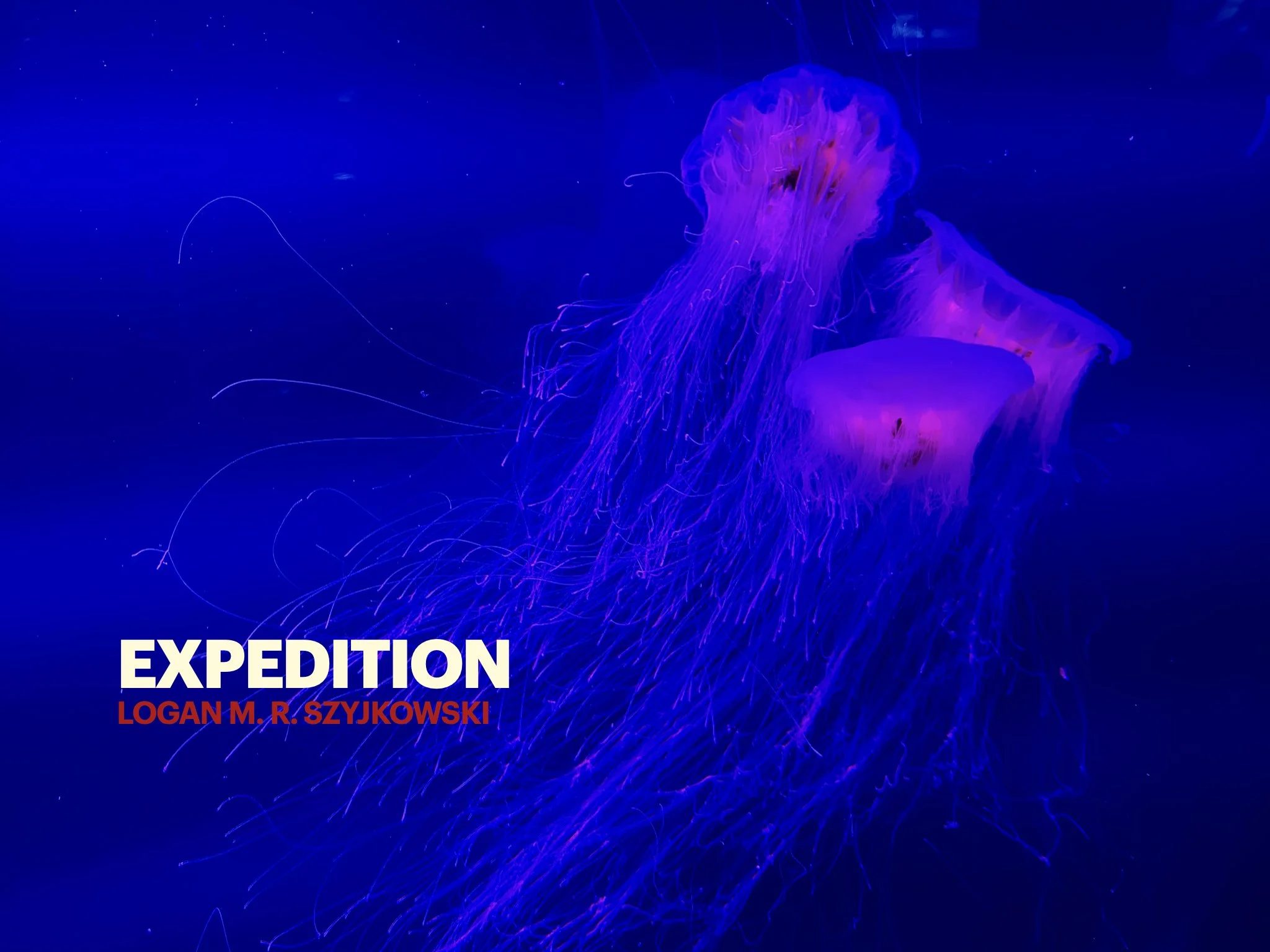 the second cover, three lion's mane jellyfish photographed at the South Carolina Aquarium