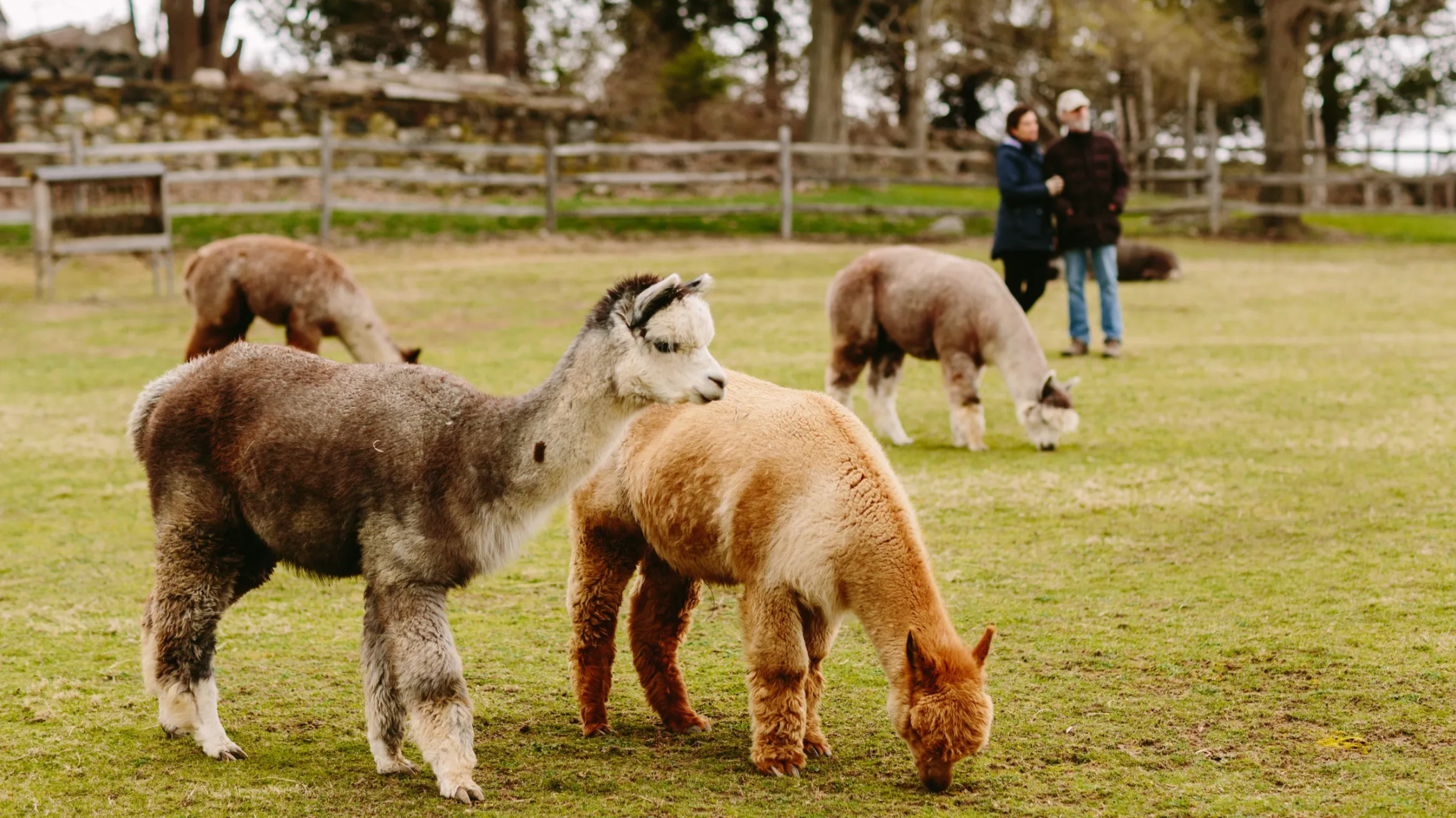 farawayfarm13.png