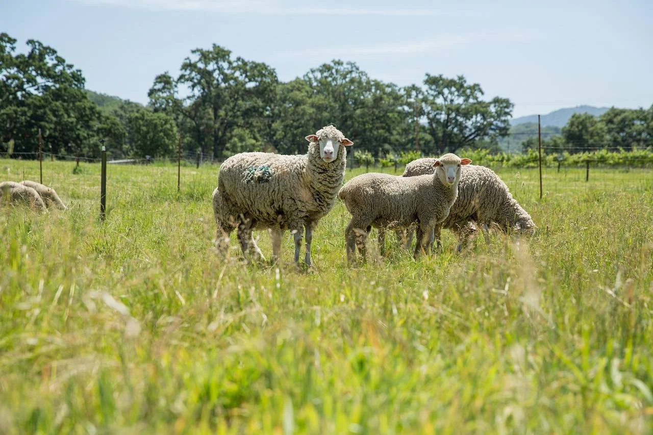 From Soil to Studio: Rebuilding Regional Supply Chains in Fashion