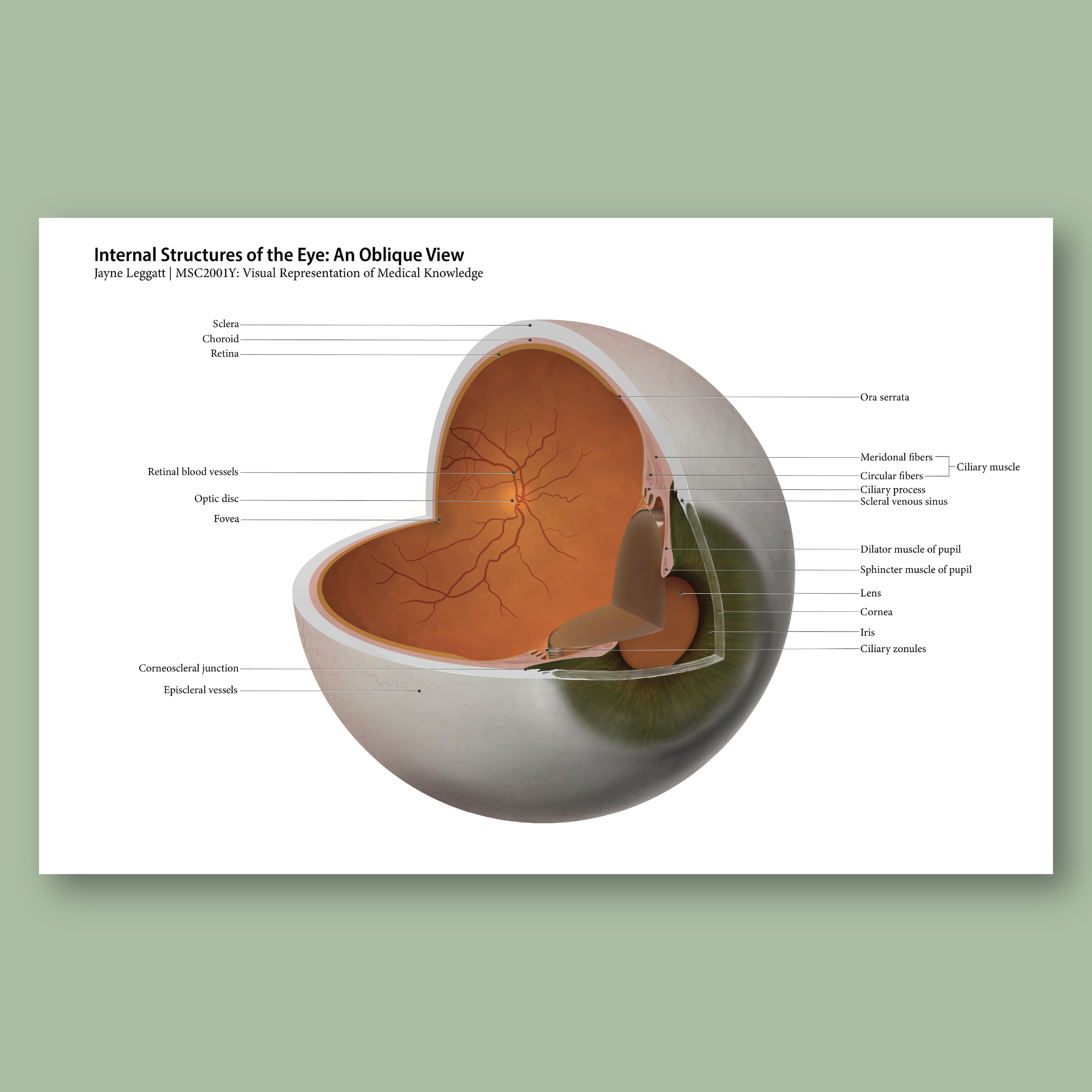 Structures of the Eye