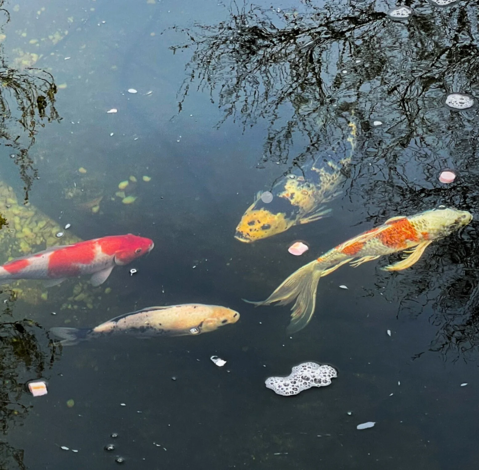 Koi, Coffee & Kindness Event