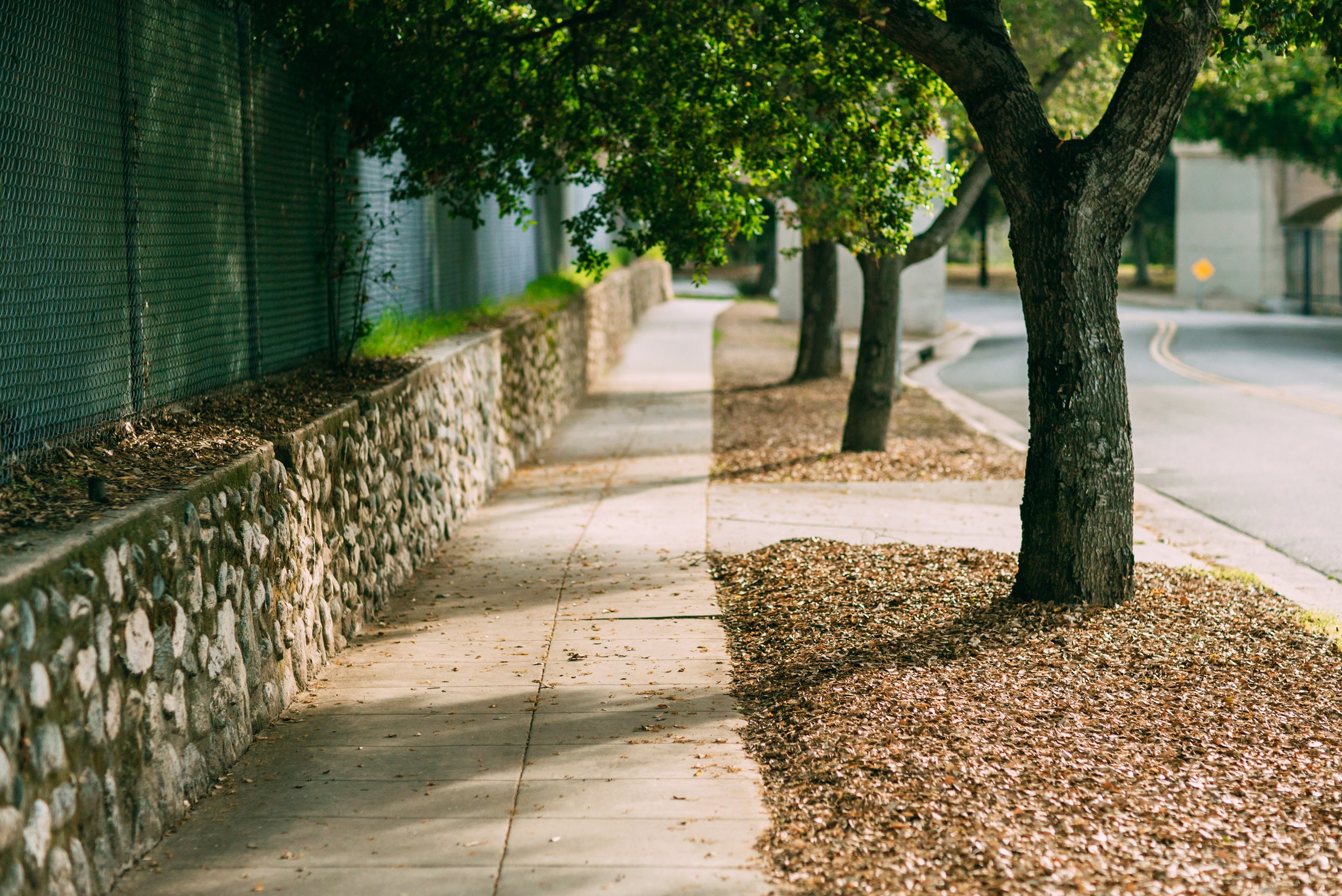 089380333-asphalt-road-tree-city-tunnel-.jpeg