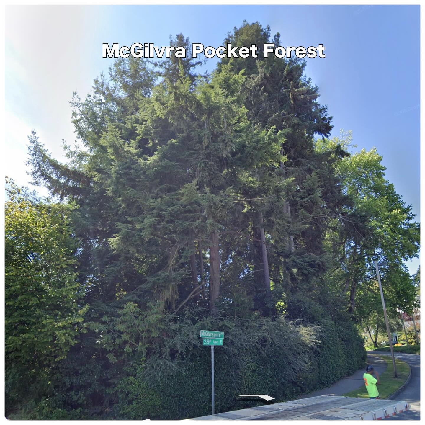 SAVE THE McGILVRA POCKET FOREST

The City of Seattle classifies the mature tree grove at  700 McGilvra Boulevard East, as a Steep Slope Erosion Hazard Area, which is a specific type of Environmentally Critical Area (ECA), defined as any slope with an