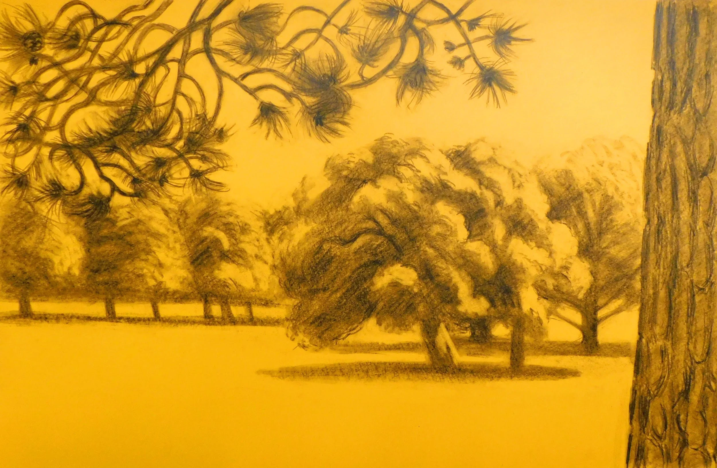 cheesman-park-plein-air-painting-drawing-trees-denver-colorado-micah-shull-art
