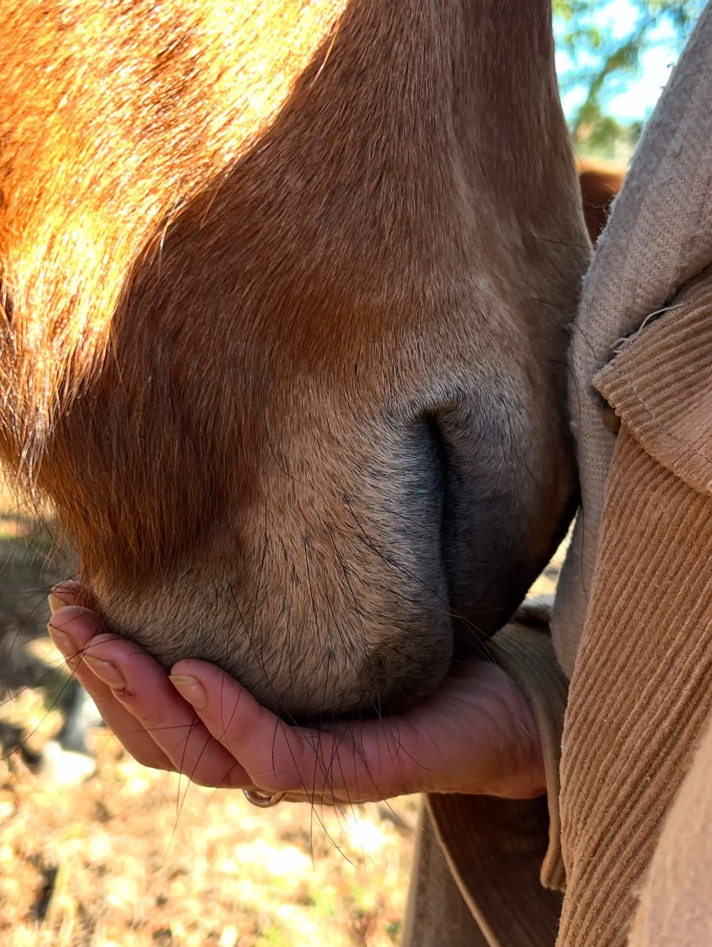 wattlebankhorse1.jpg