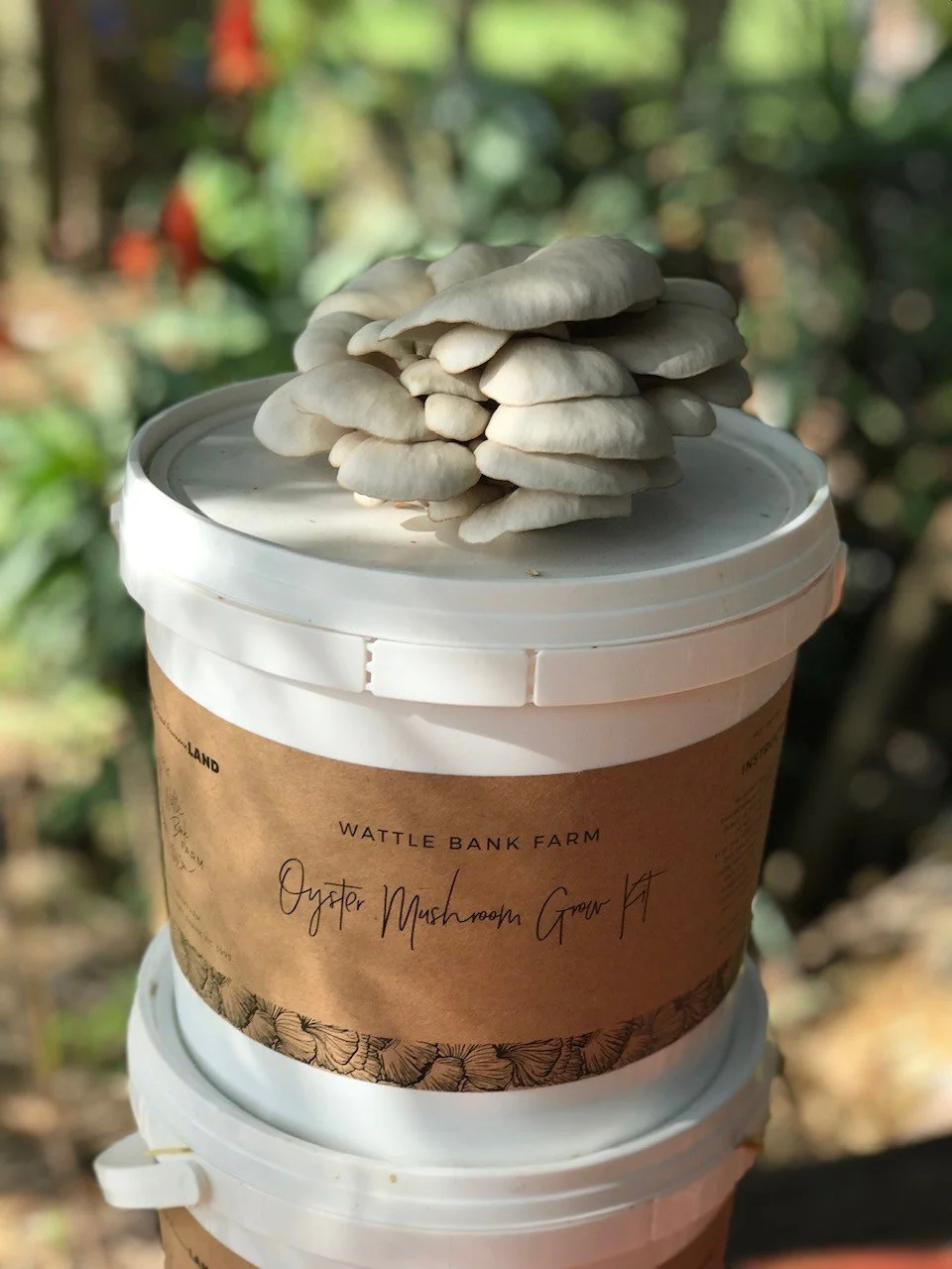 wattlebankmushroomkit.jpeg