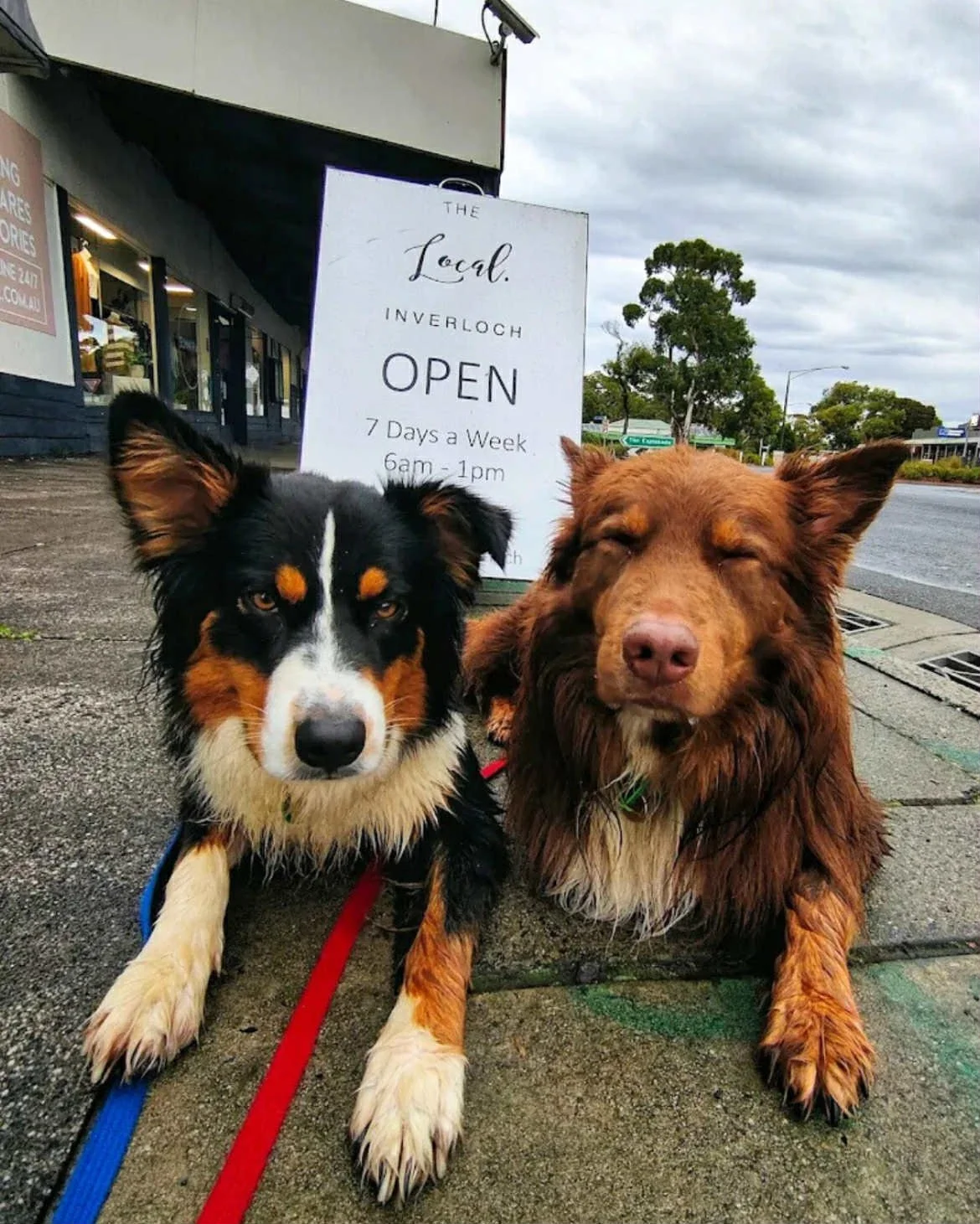 Big4 Ingenia now welcomes fur babies