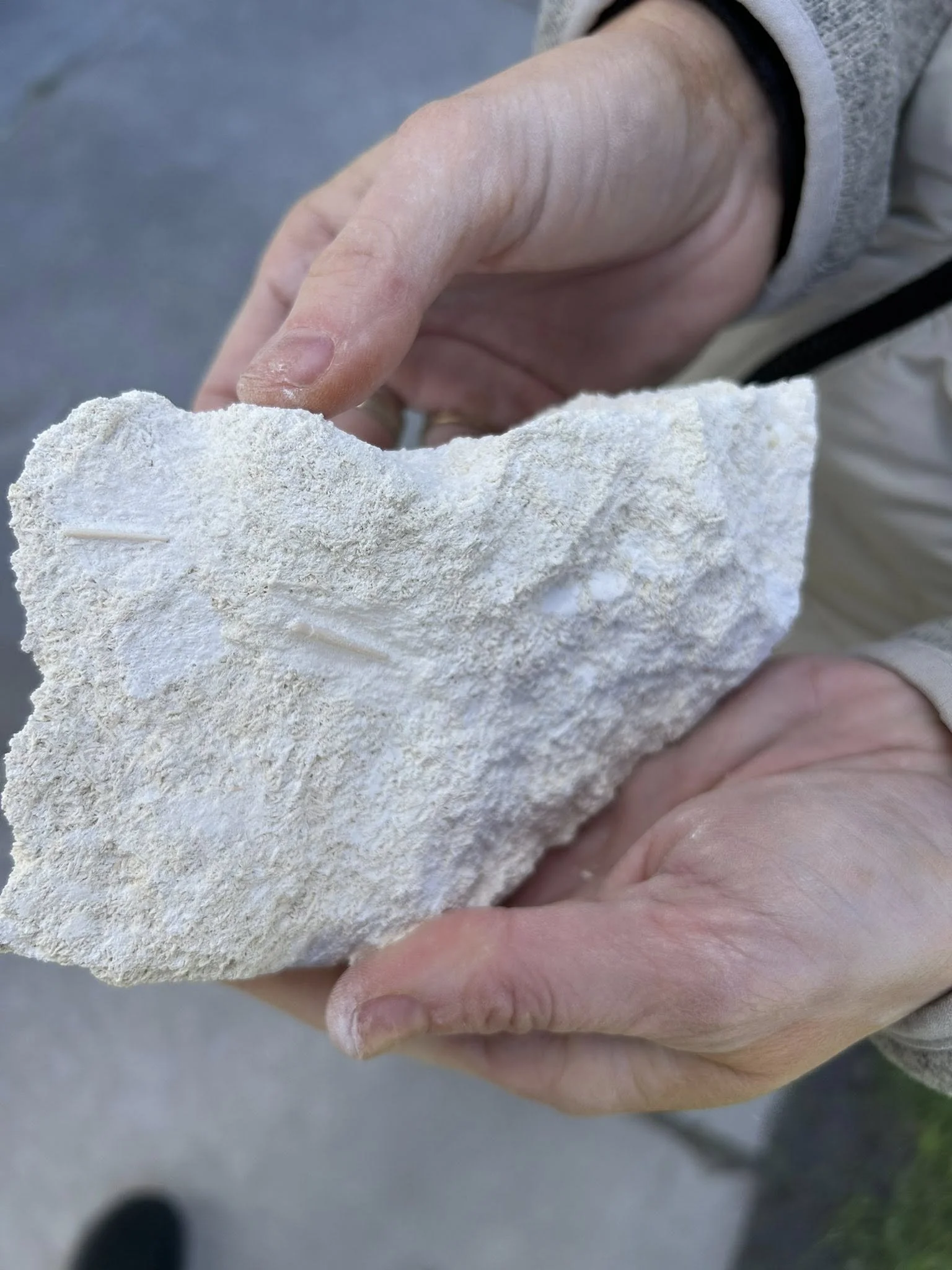 sgcsfossil.jpeg