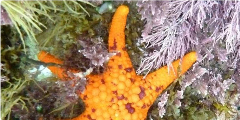sgcsstarfish.jpeg