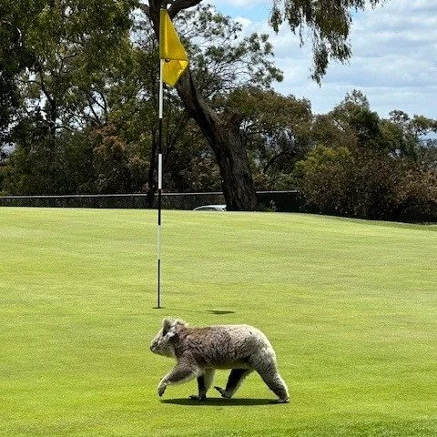 leongatha_golf_club_koal.jpeg