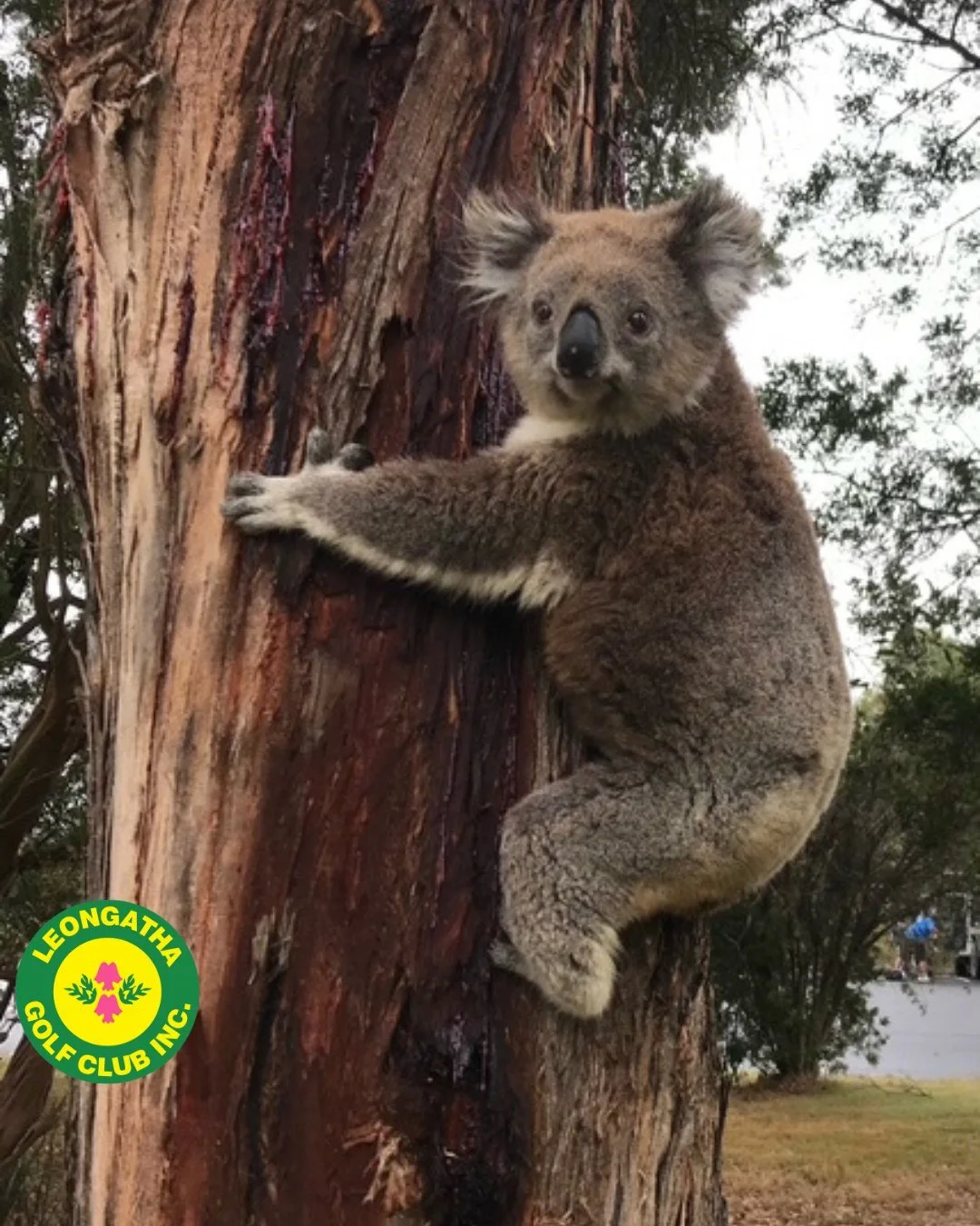 leongatha_golf_club_koala2.jpeg