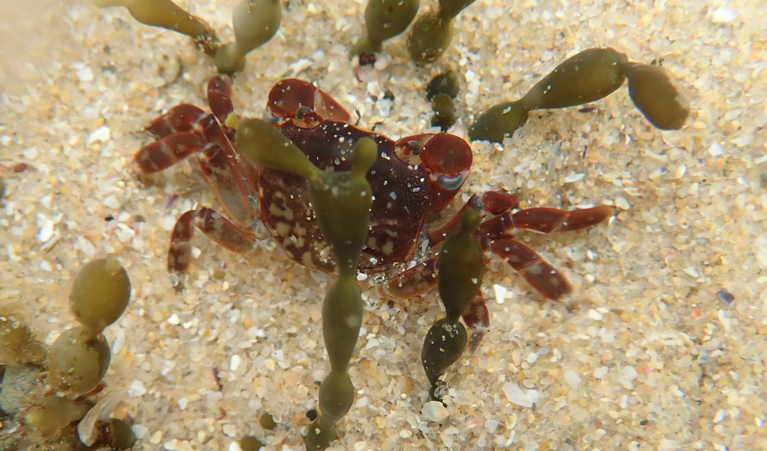 Rockpool Ramble Flat Rocks