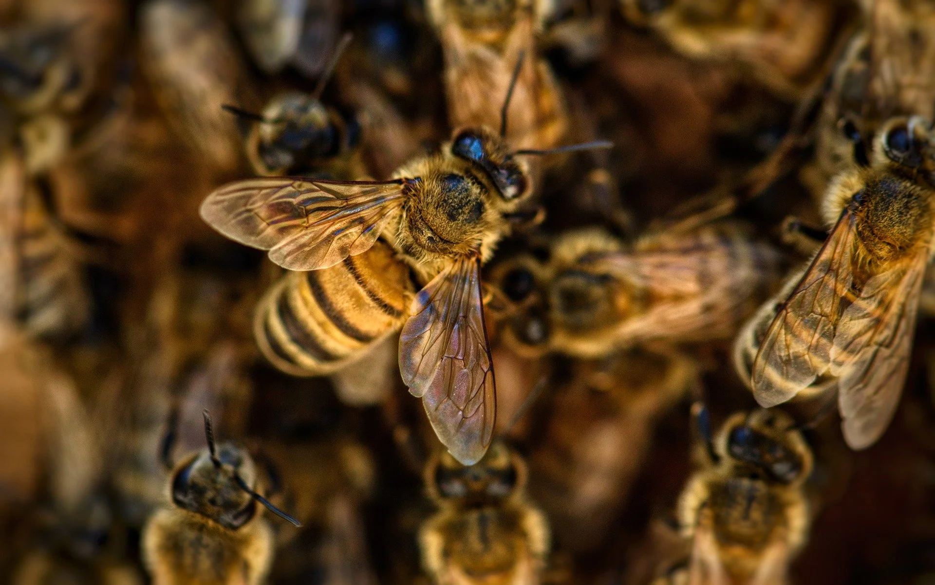 Bees and Trees with Ian Cain Guest Speaker