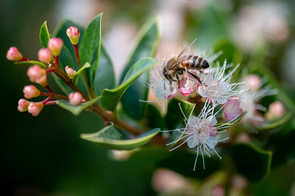 Beekeepers Meeting