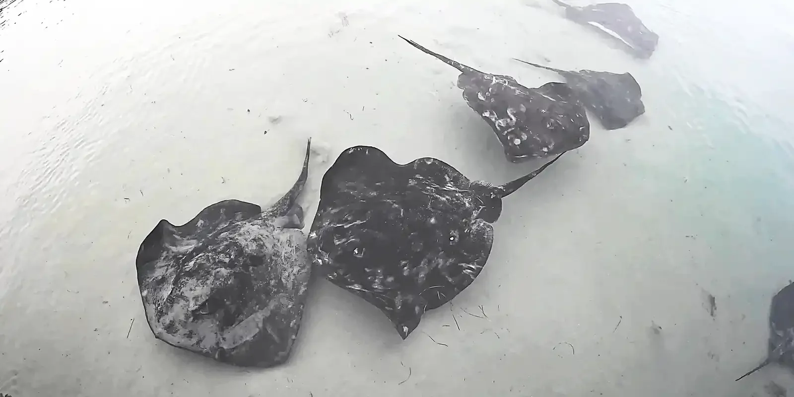 Stingrays of Inverloch