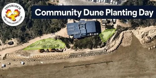 Surf Club Dune Planting 