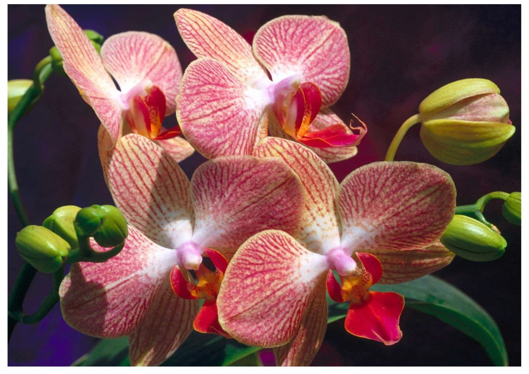 Orchid Show