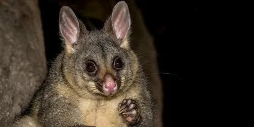Wildlife of the Night- Spotlighting