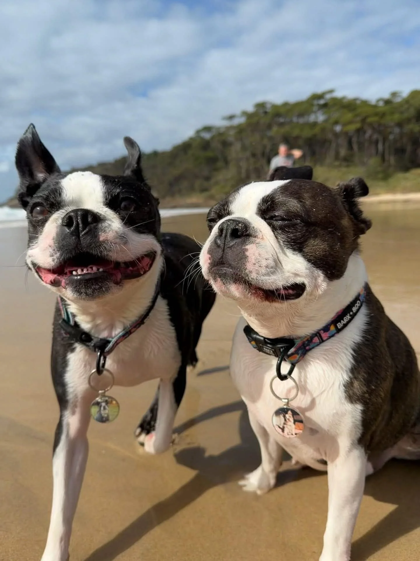 ingenia_holidays_dogs.jpeg
