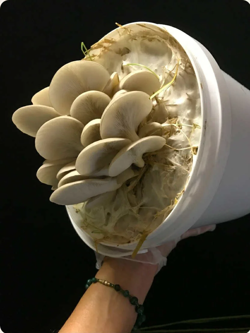 wattlebankfarmmushrooms.jpeg