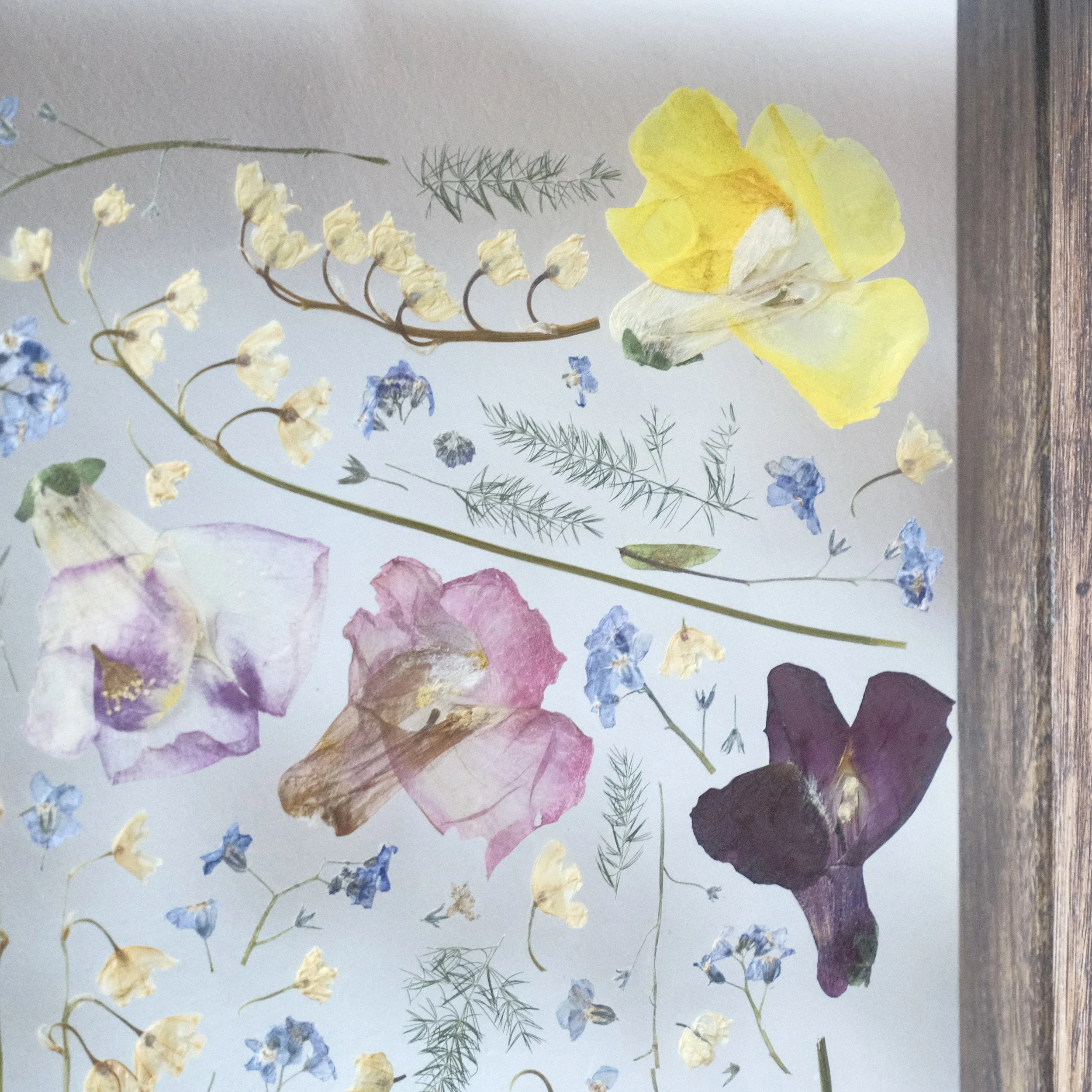 Pressed and dried flowers arranged on paper including yellow, purple, pink, blue, and white blooms, with small green leaves and sprigs of olive green foliage.