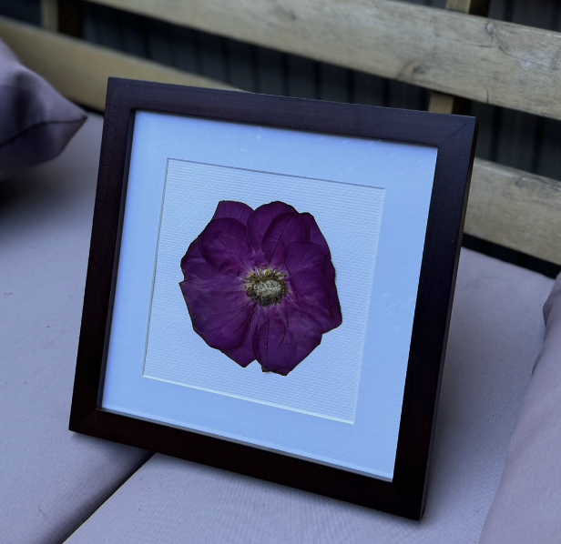 Framed purple flower pressed and mounted on white background.
