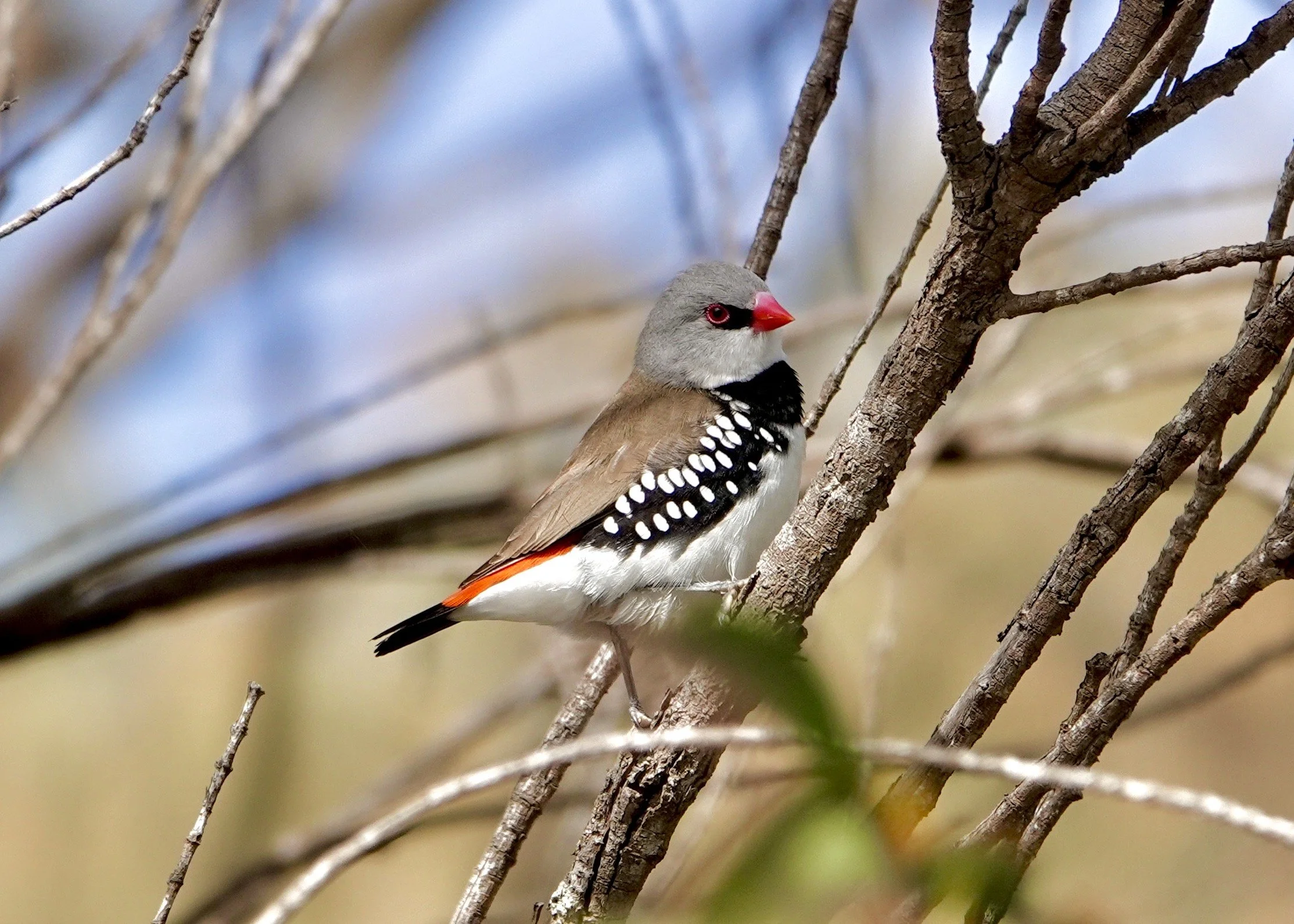 A colorful bird perched on a tree branch with a blurry background.