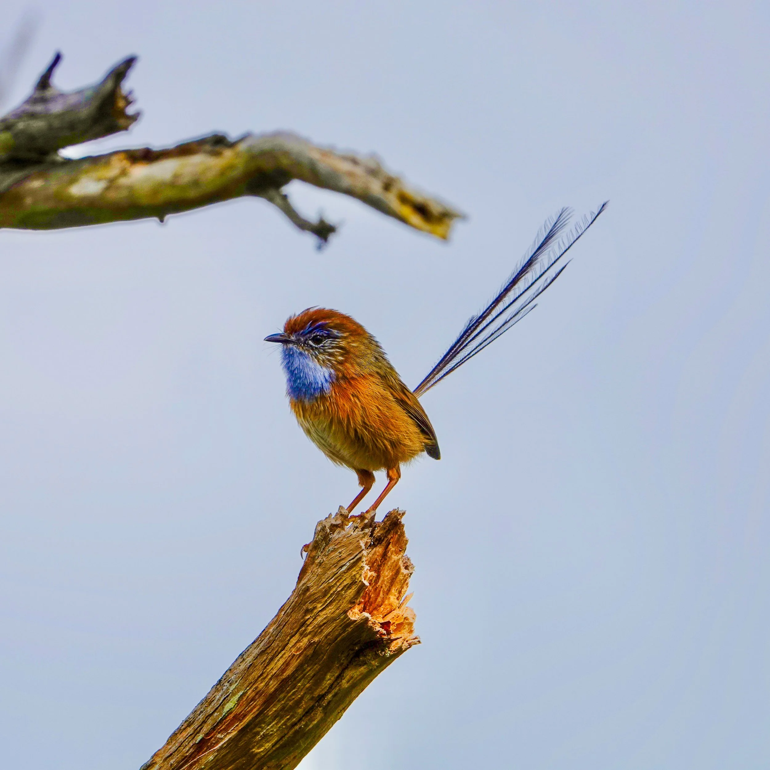 A colorful bird with a bright orange chest, blue and black markings on its head, and a long tail perched on a weathered tree branch against a pale blue sky.