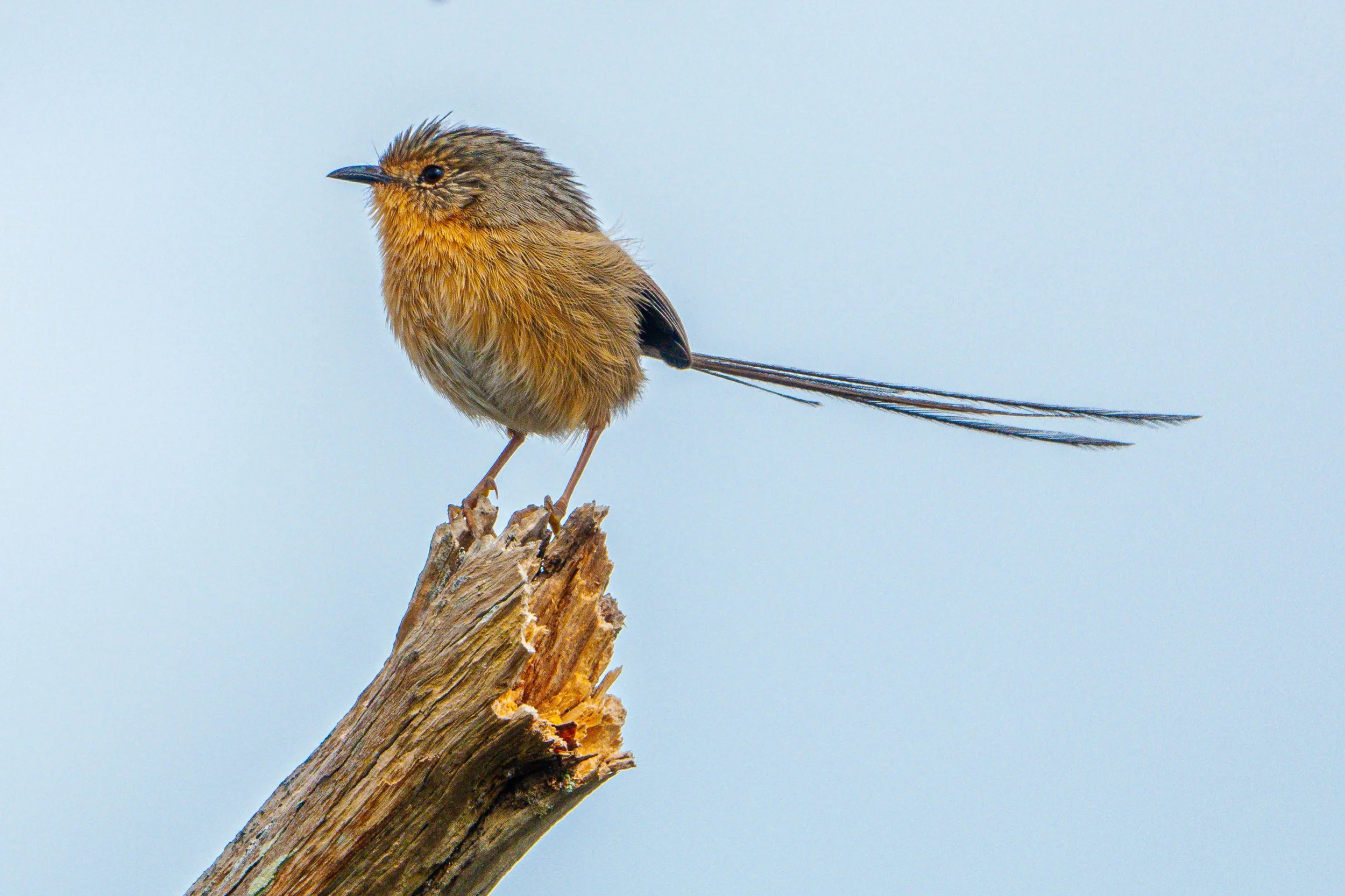 A small brown and yellow bird with long tail feathers perched on a weathered tree branch against a light blue sky.