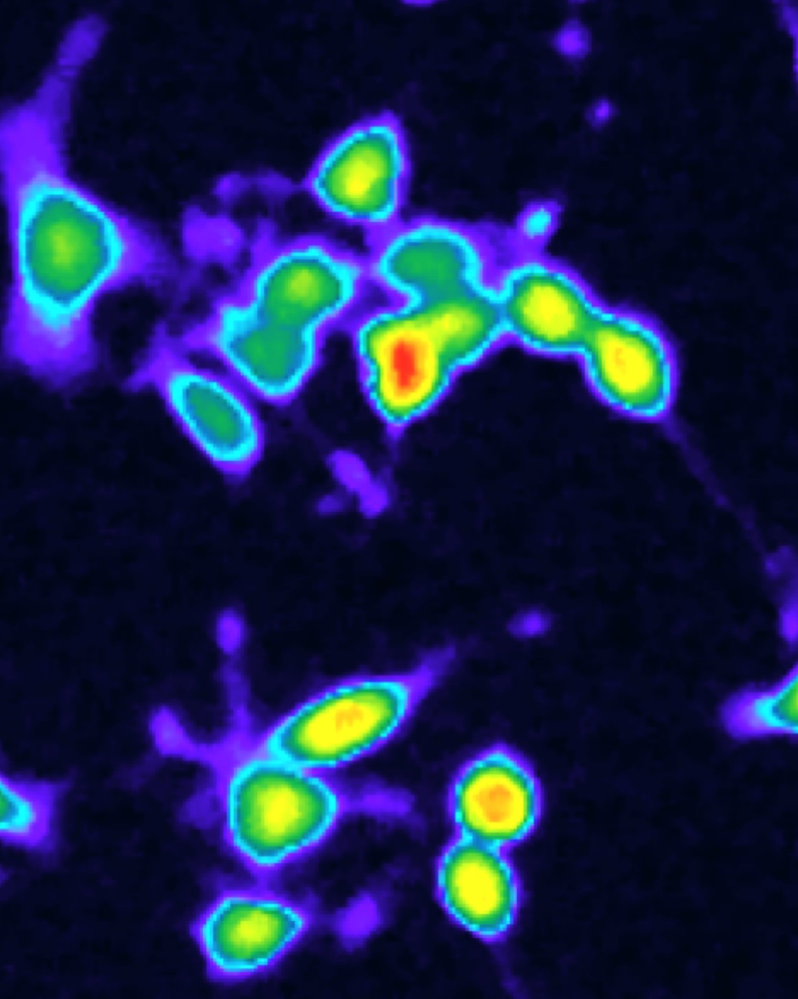Oxytocin Receptor expressing CHO-1 Cells loaded with calcium indicator FLOUR8 and treated with oxytocin.