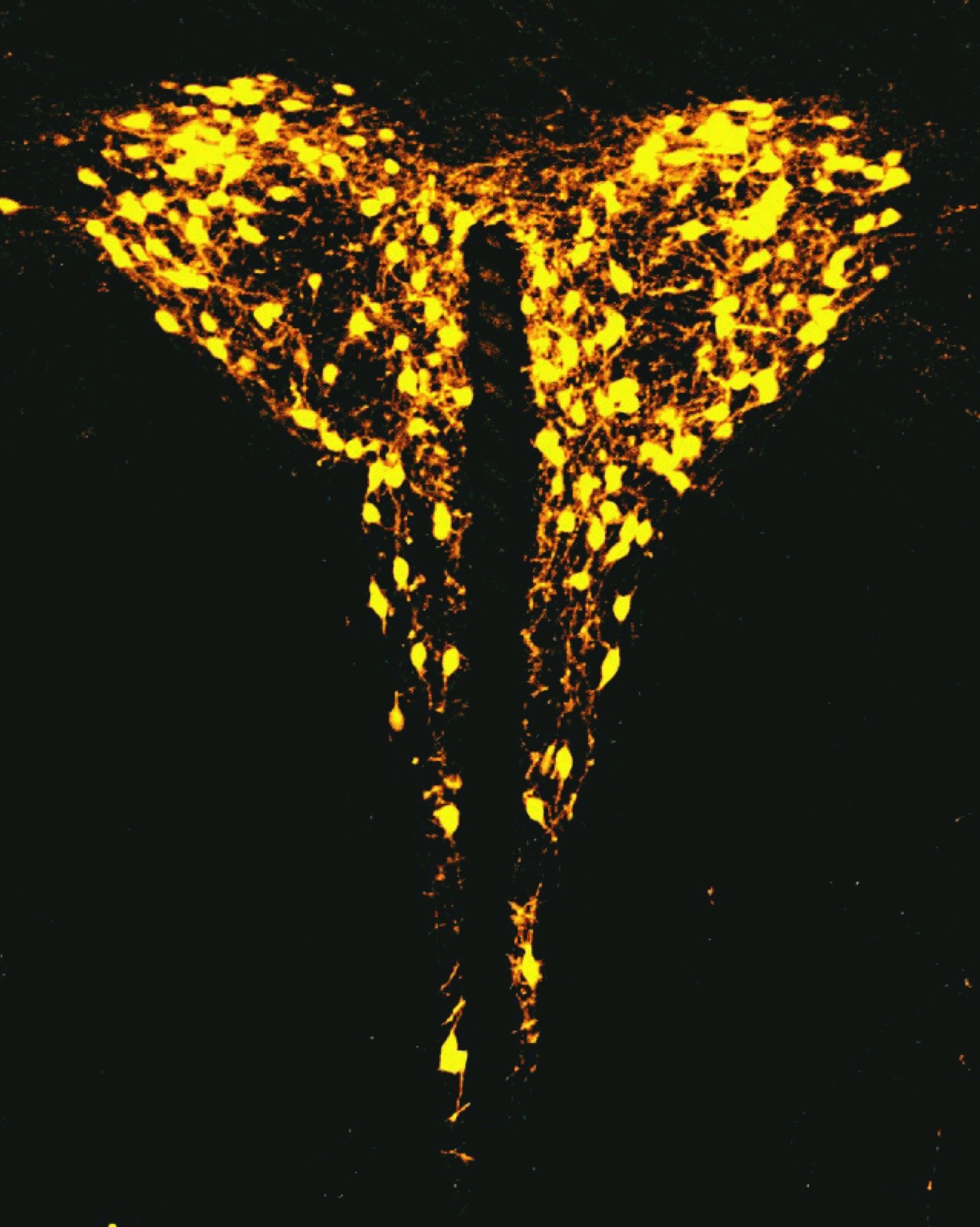 PVN of Oxytocin-Cre mouse expressing TD-Tomato; courtesy of Dr. Rudoulph, at Einstien.