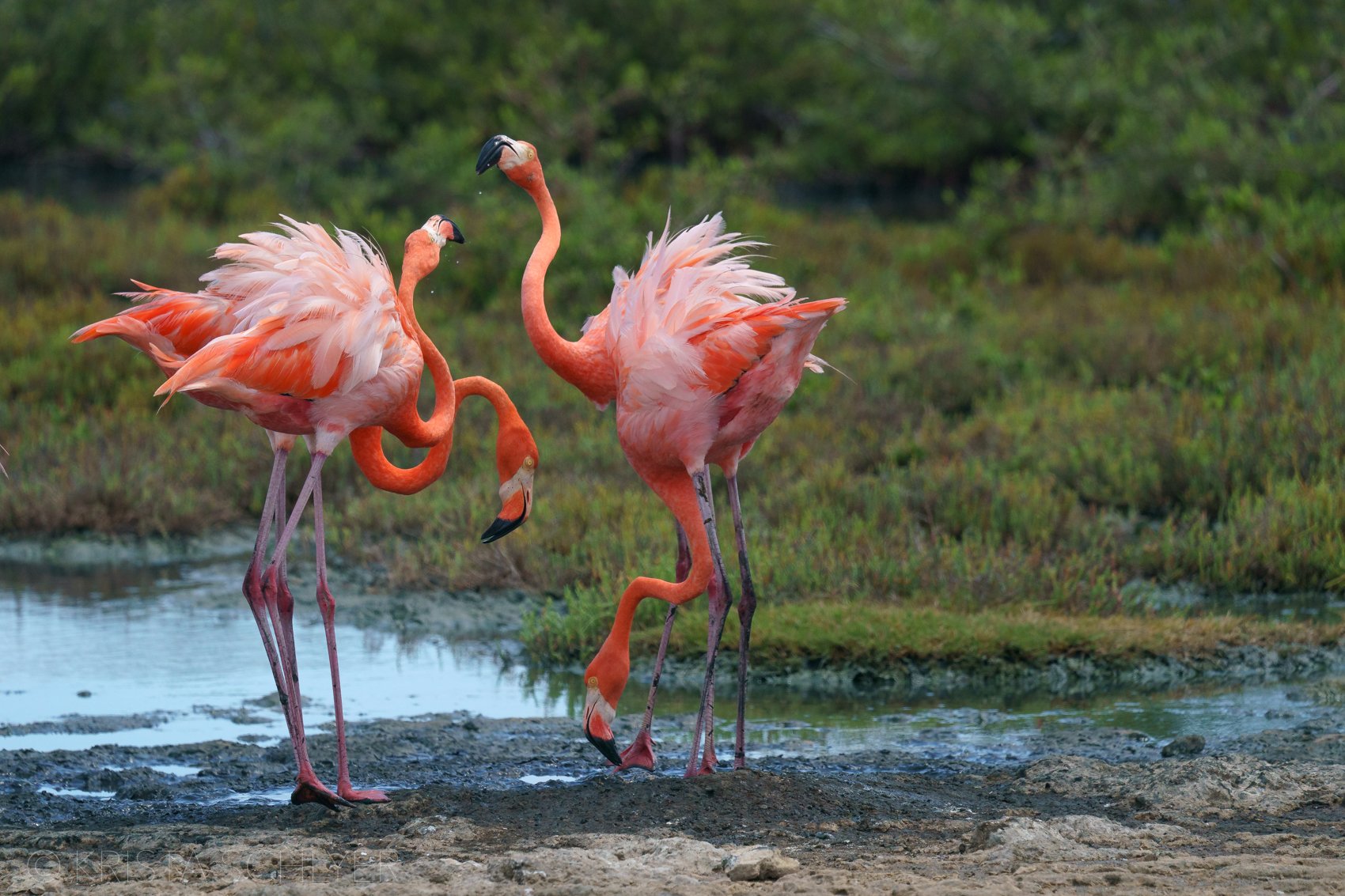 Bonaire 10-1-2-2022-909822.jpg