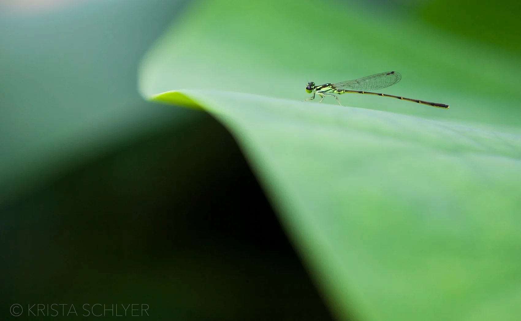 Anacostia 6-18-2012-6087.jpg