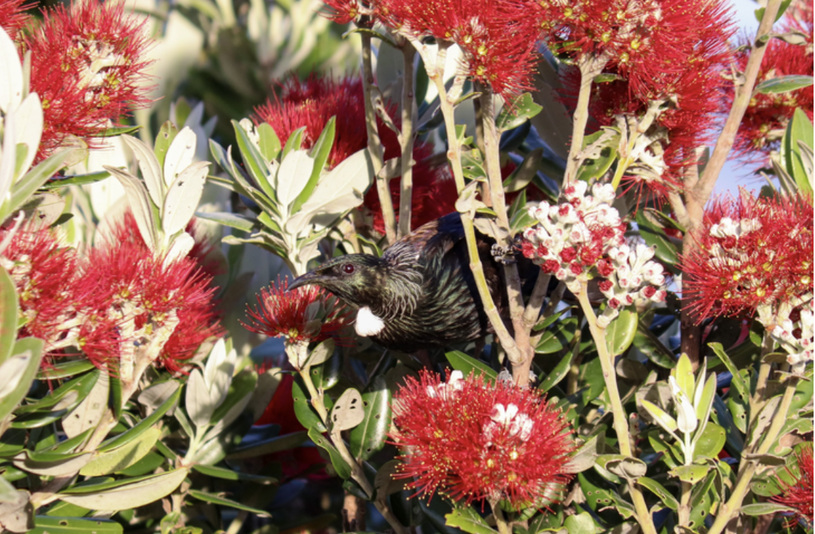 Meri Kirihimete, kia haumaru te noho