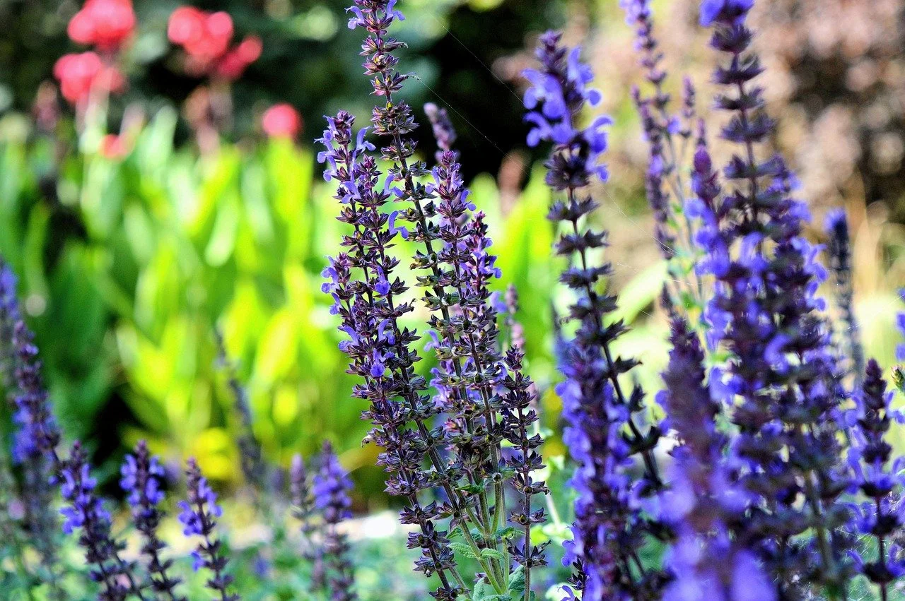 FIDDLESTIX OPEN GARDEN