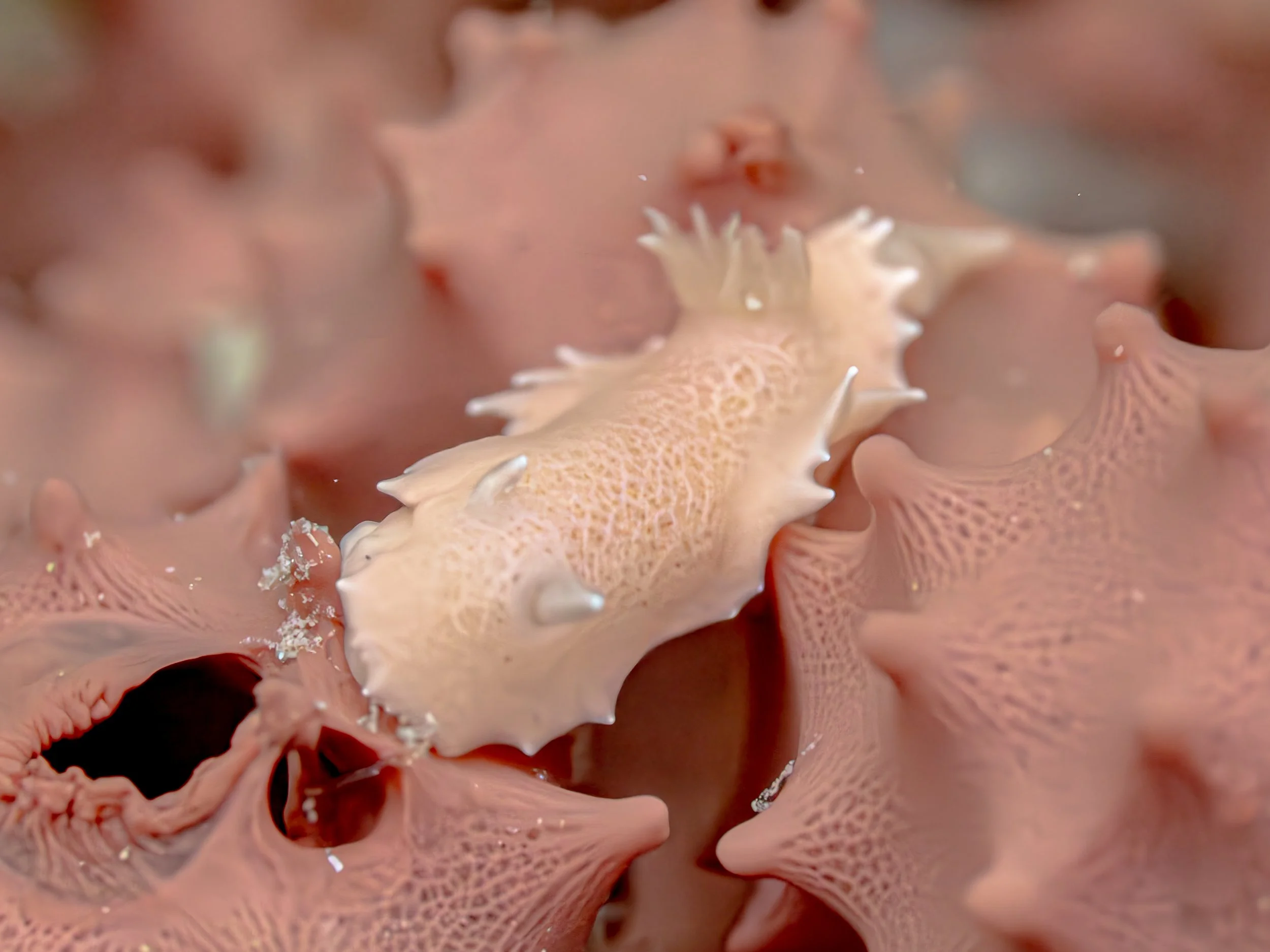Pink Nudi.JPG