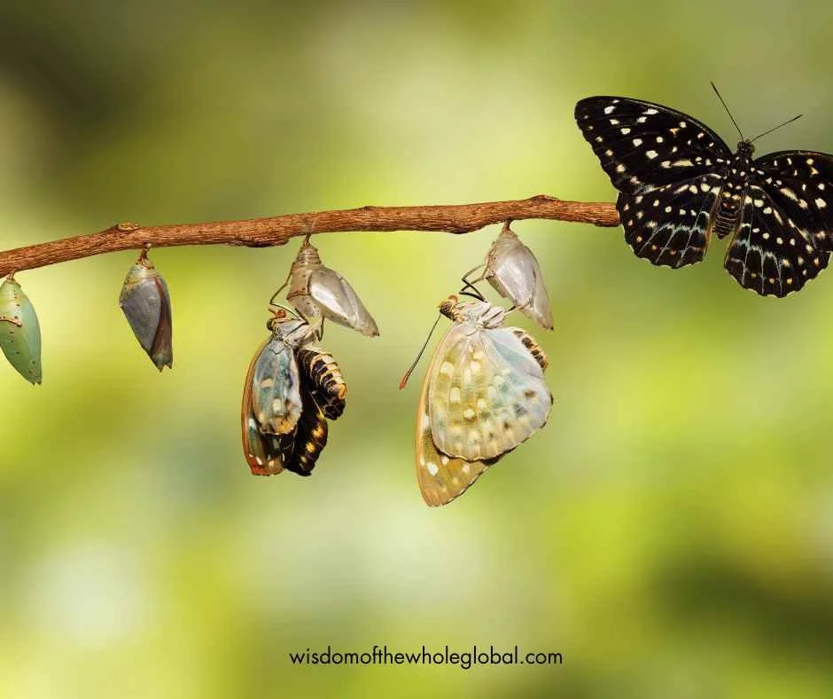 butterfly metamorphosis