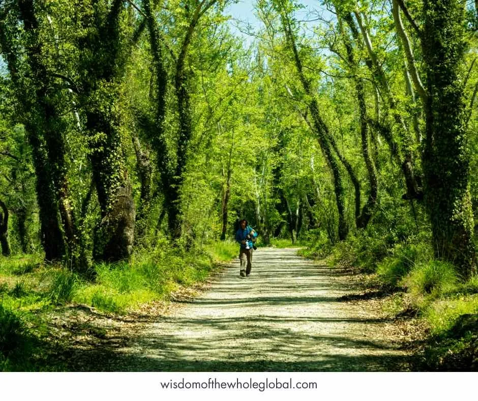 journey through wilderness