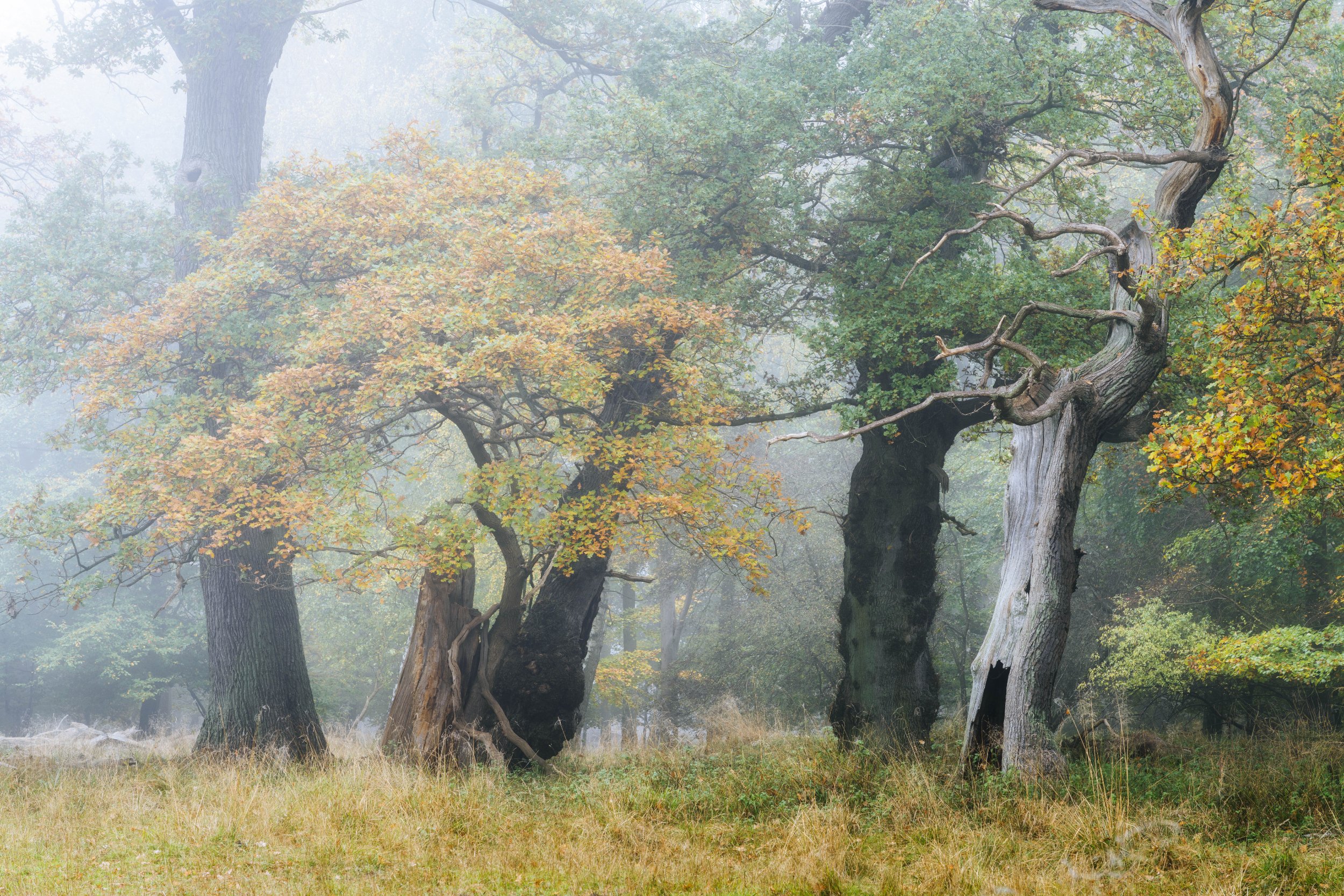Old oak forest scene in autumn Dyrehaven Denmark