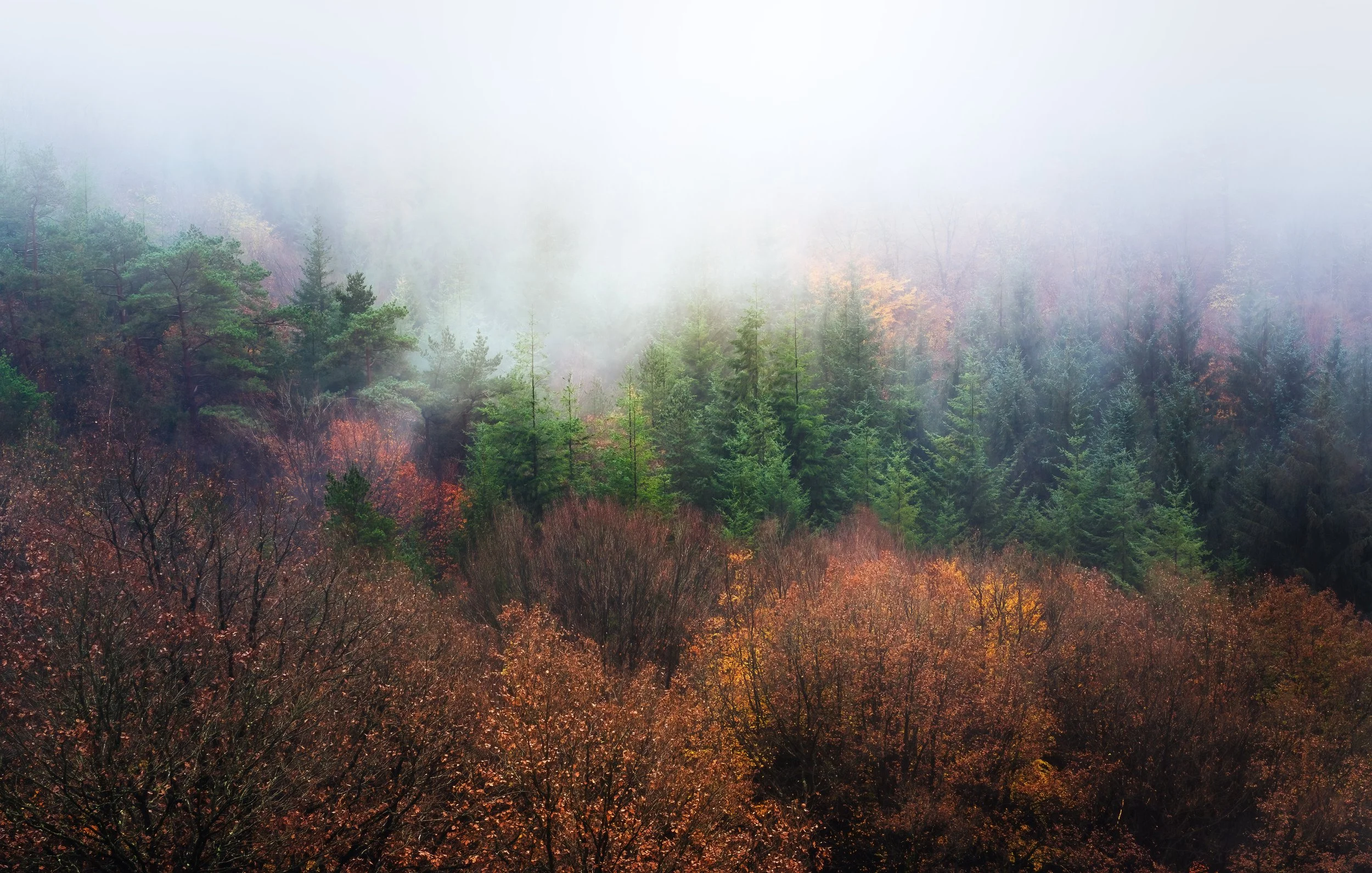Forest in autumn with fog, deciduous trees and evergreens