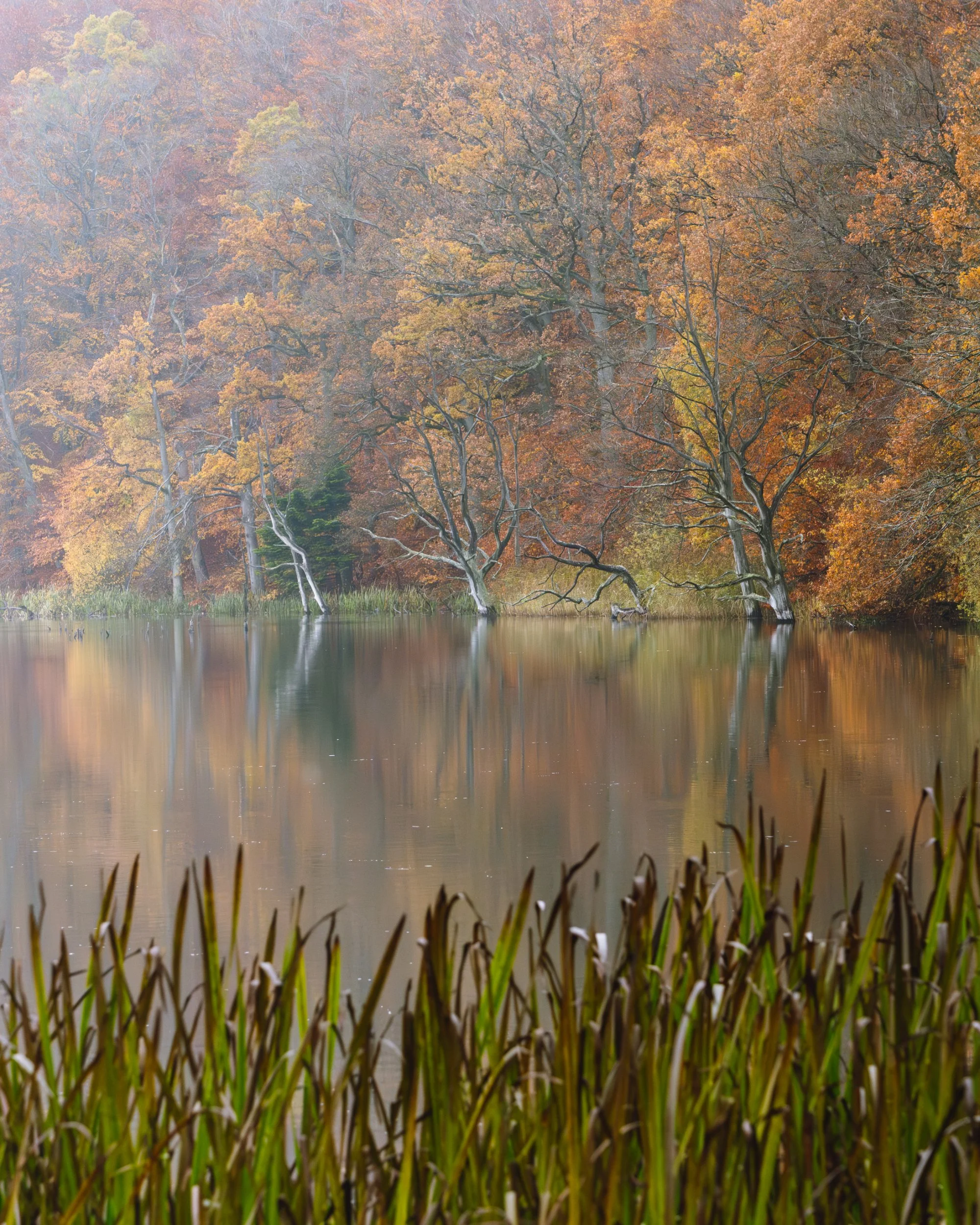View over lake with grasses and trees in autumn