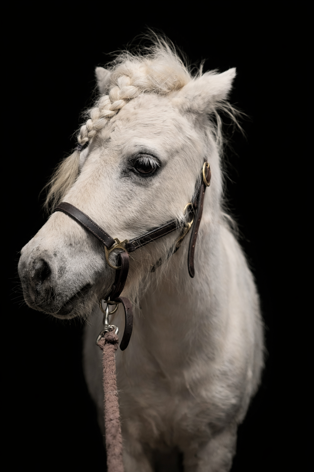 Close-up of a white horse with a long mane, braided with pink and blue bands, standing outdoors near green foliage.